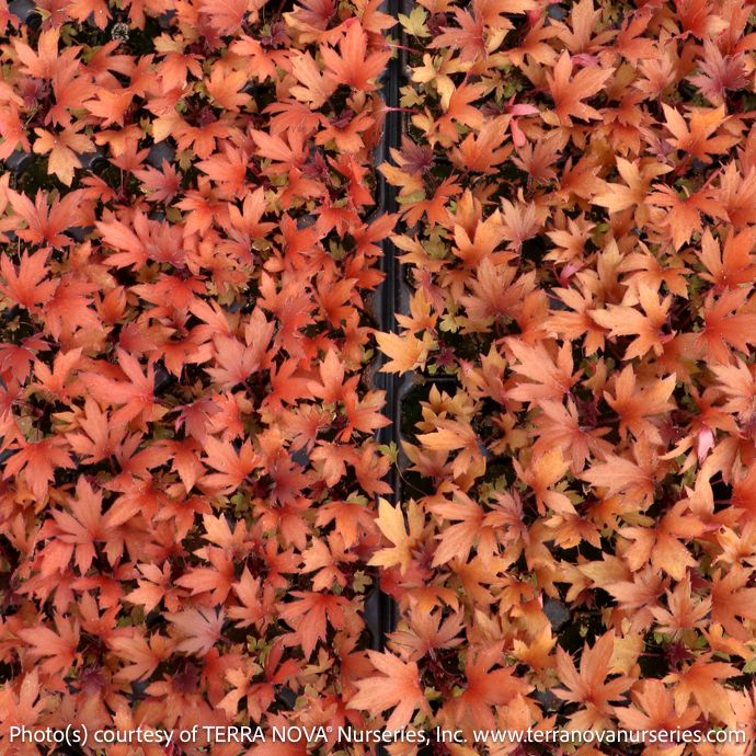 #1s Heuchera Fyre Wing 'Rhodonite'/ Coral Bells