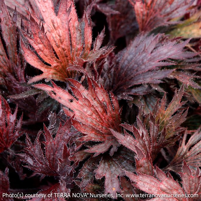 #1s Heuchera Fyre Wing 'Rhodonite'/ Coral Bells