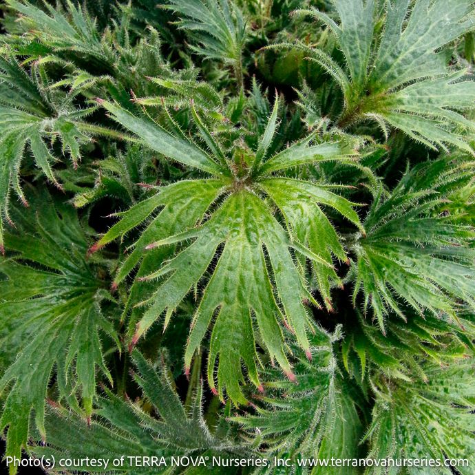 #1s Heuchera Fyre Wing 'Jadeite'/ Coral Bells