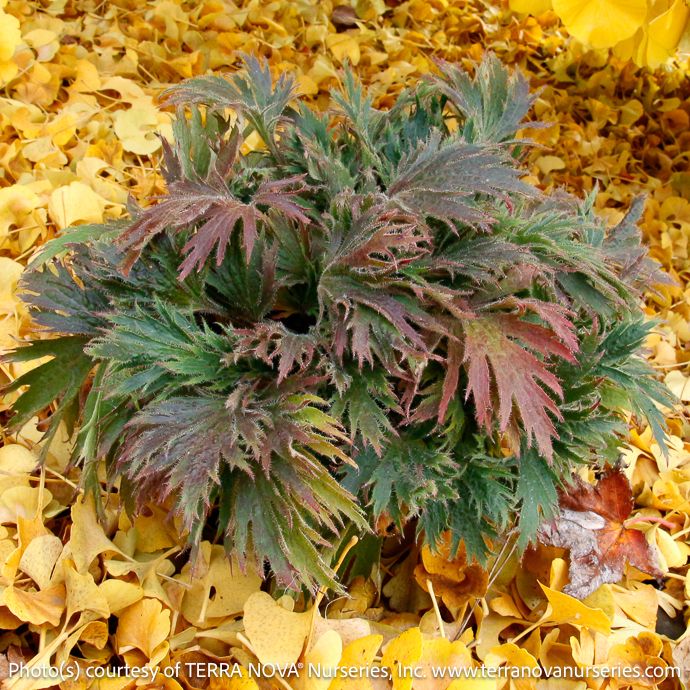 #1s Heuchera Fyre Wing 'Jadeite'/ Coral Bells