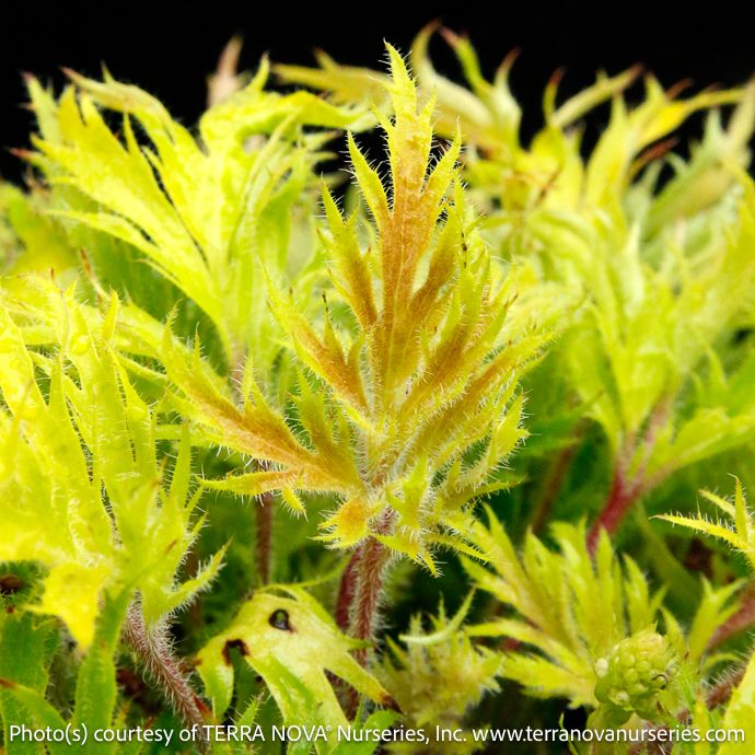 #1s Heuchera Fyre Wing 'Heliodor'/ Coral Bells