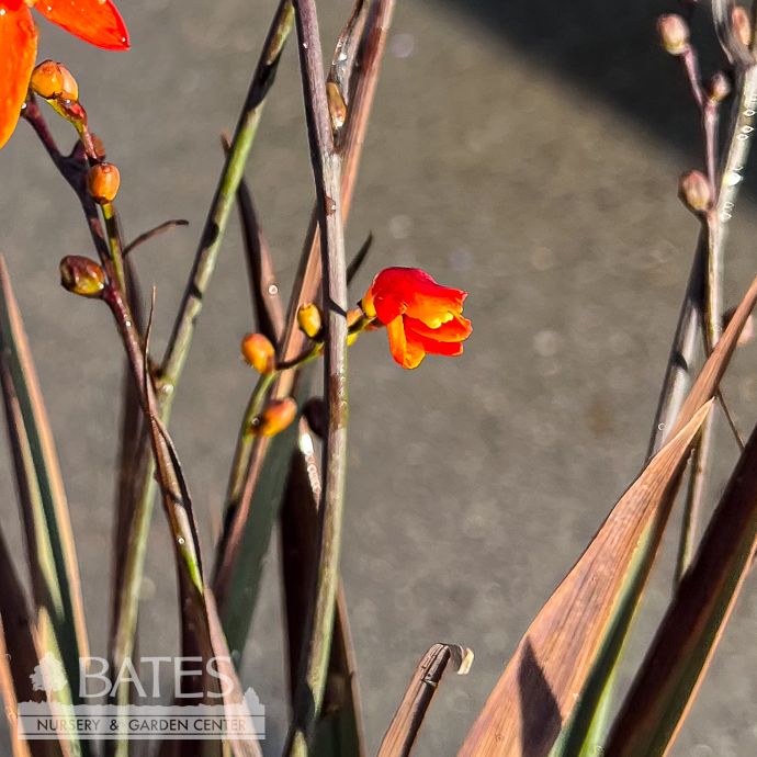 #1 Crocosmia Dark Fire/ Montbretia