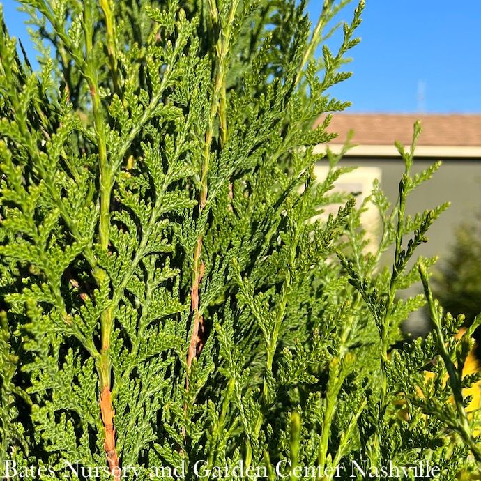 #5 Thuja plicata Tight Squeeze (Green Sport)/ Pyramidal Arborvitae
