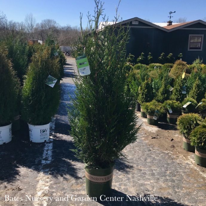 #5 Thuja plicata Tight Squeeze (Green Sport)/ Pyramidal Arborvitae
