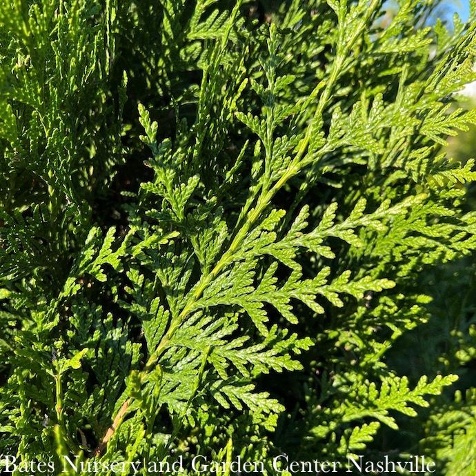 #5 Thuja plicata Tight Squeeze (Green Sport)/ Pyramidal Arborvitae