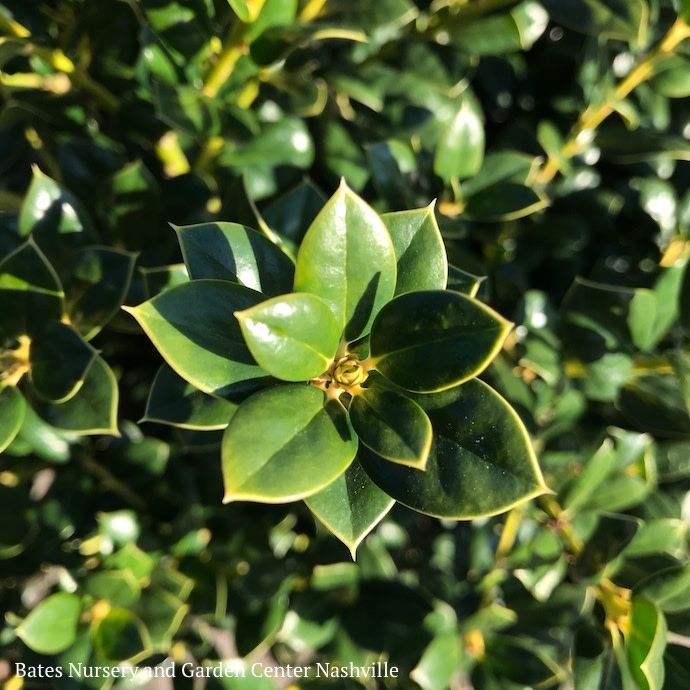 #3 Ilex corn Burfordii Nana/ Dwarf Burford Chinese Holly (Self-fertile)