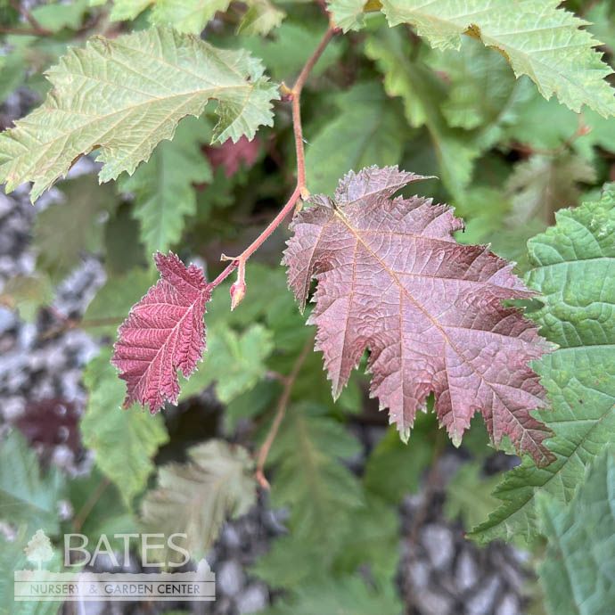 #2 Corylus ave Burgundy Lace/ European Filbert