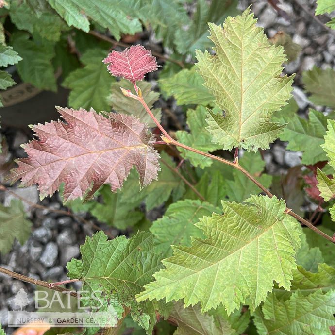 #2 Corylus ave Burgundy Lace/ European Filbert
