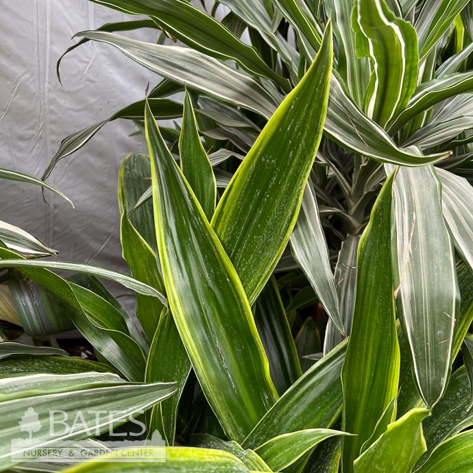 10p! Dracaena Lima Tip /Tropical