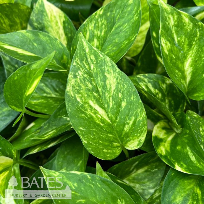 6p! Pothos Golden Jiboia /Devil's Ivy /Tropical