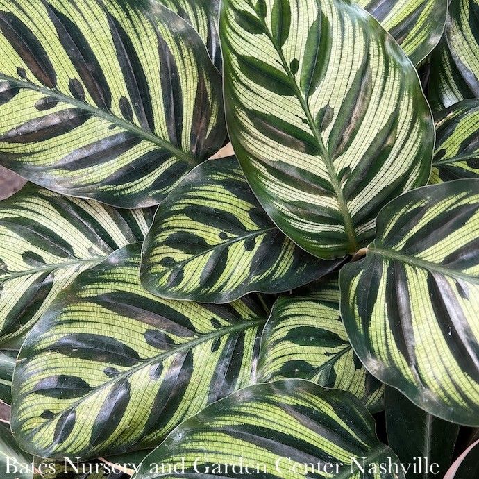 14p! Calathea Makoyana/Peacock /Tropical