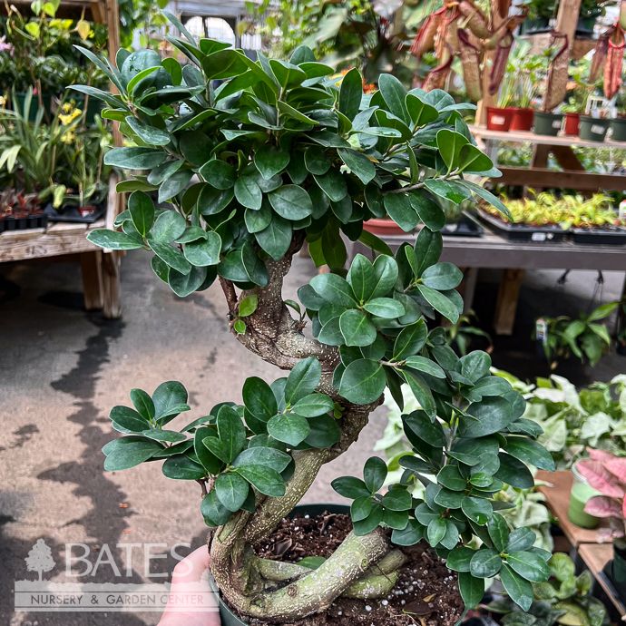 8p! Ficus Microcarpa Ginseng S-Shape /Tropical
