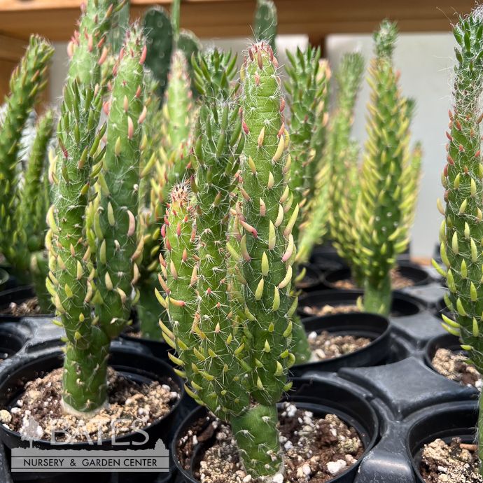 4p! Cactus Opuntia Subulata /Tropical