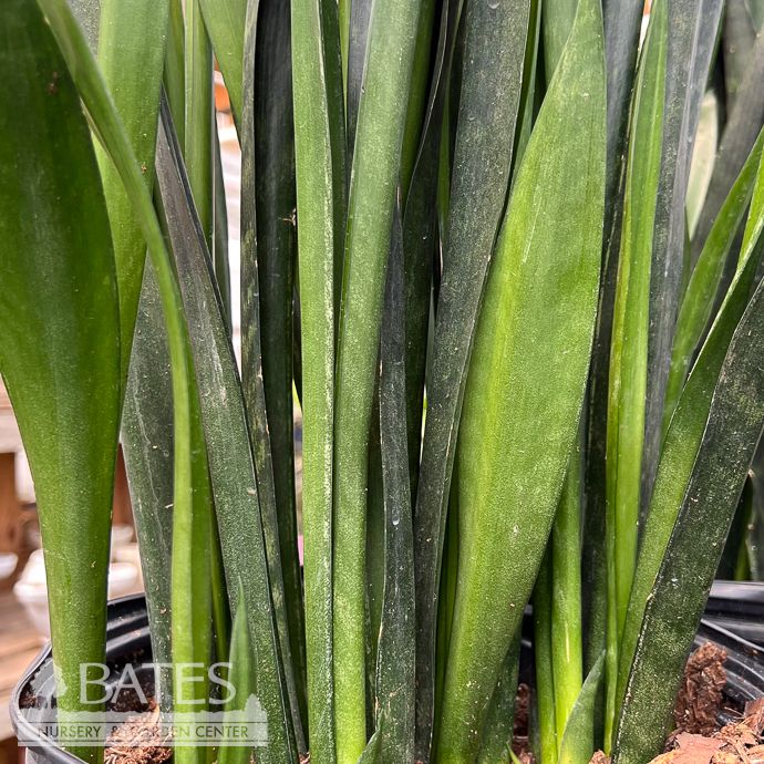 10p! Sansevieria Rhino /Snake Plant /Mother-In-Law Tongue /Tropical
