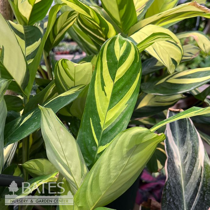 8p! Calathea Ctenanthe Golden /Tropical