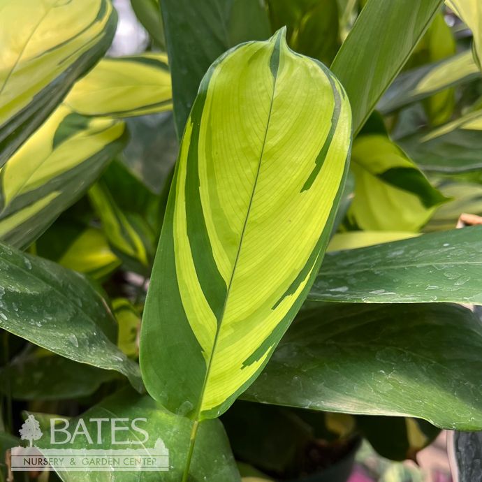 8p! Calathea Ctenanthe Golden /Tropical