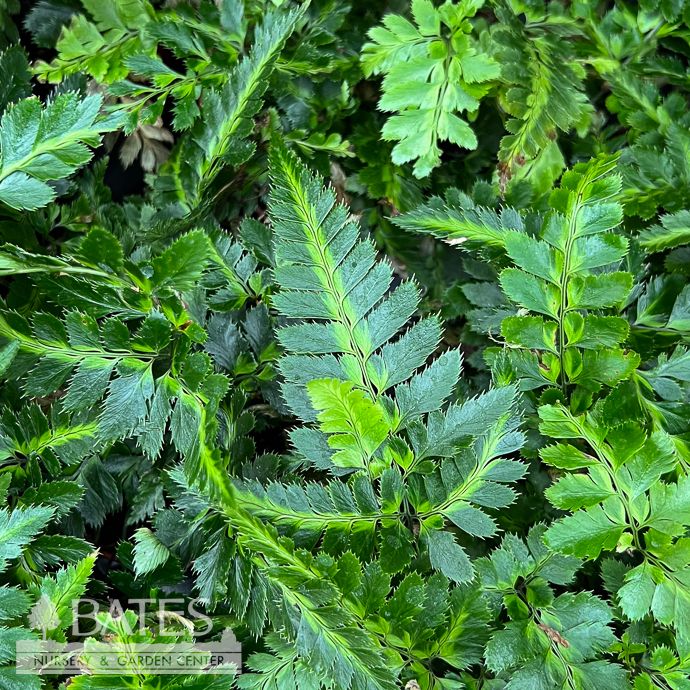 4p! East Indian Holly Fern /Tropical