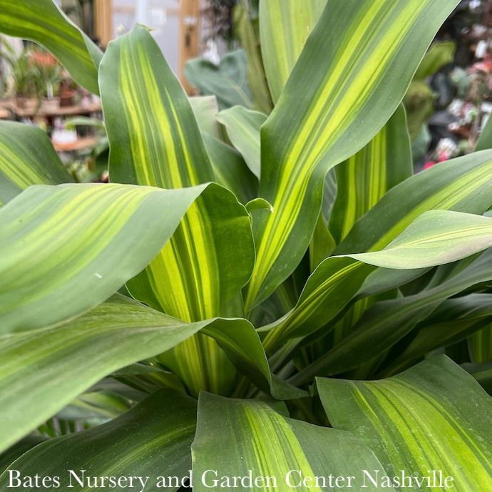 10p! Dracaena Massangeana Stump /Corn Plant /Tropical