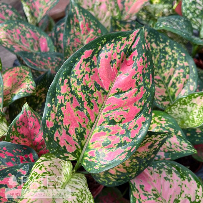 4p! Aglaonema Kumkoon / Chinese Evergreen /Tropical