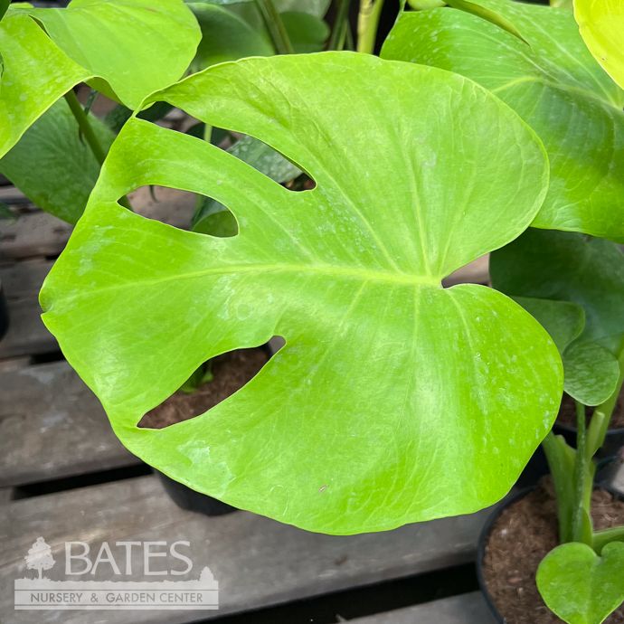 5.39p! Monstera deliciosa Golden Compacta /Philo Split Leaf /Tropical
