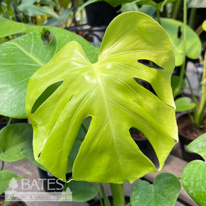 5.39p! Monstera deliciosa Golden Compacta /Philo Split Leaf /Tropical