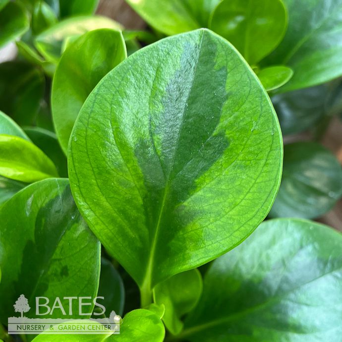 4p! Peperomia Lemon Lime /Tropical