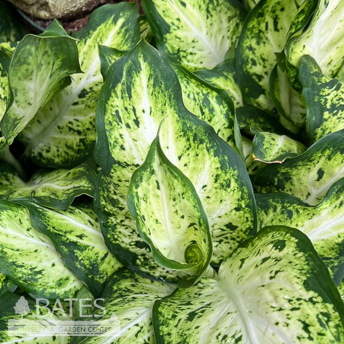 6p! Dieffenbachia Amy /Dumb Cane /Tropical