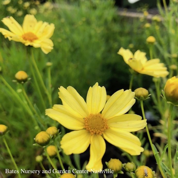 QP  Coreopsis vert Creme Brulee/ Yellow Whorled Tickseed Native (TN)