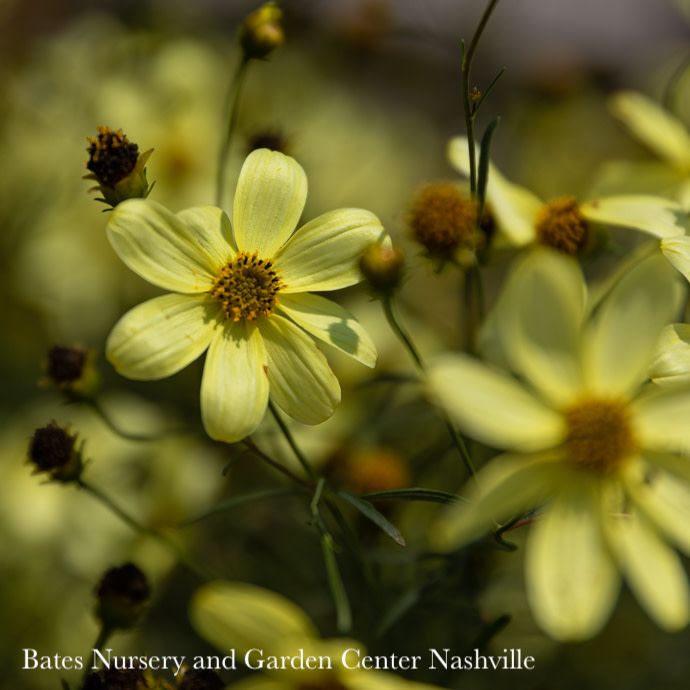 #1s Coreopsis vert Moonbeam/ Pale Yellow Whorled Tickseed Native (TN)