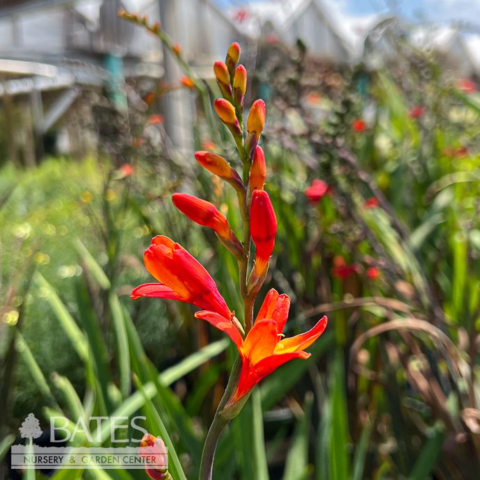 #1s Crocosmia Orange Pekoe/ Montbretia