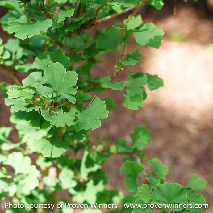 #7 Ginkgo bil PW Skinny Fit/ Columnar Maidenhair Tree (Male)