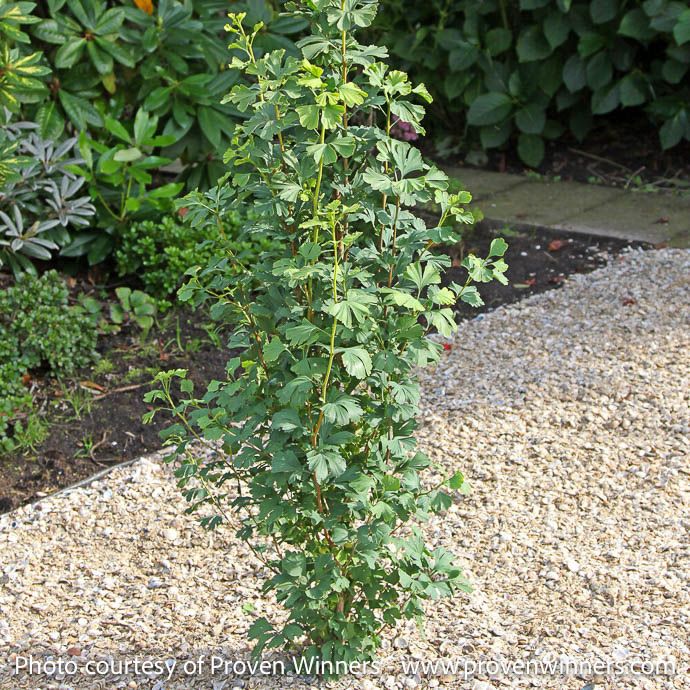 #7 Ginkgo bil PW Skinny Fit/ Columnar Maidenhair Tree (Male)