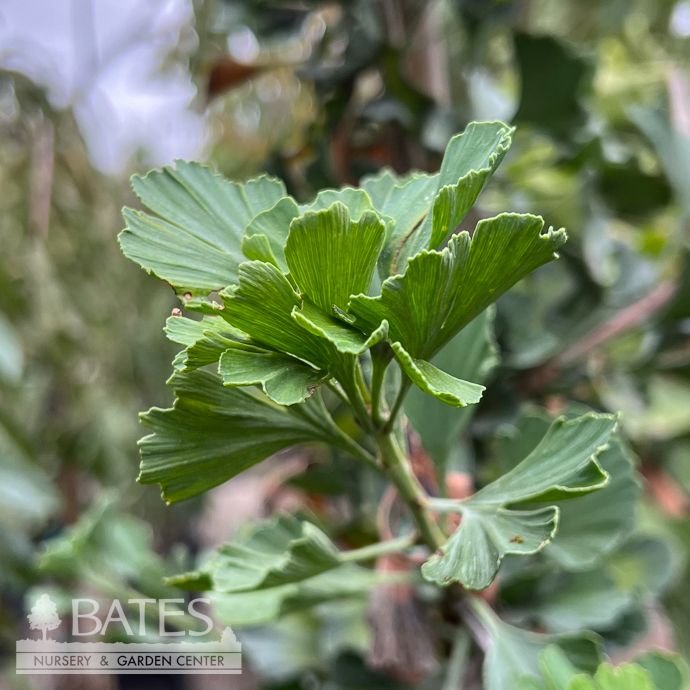 #7 Ginkgo bil PW Skinny Fit/ Columnar Maidenhair Tree (Male)
