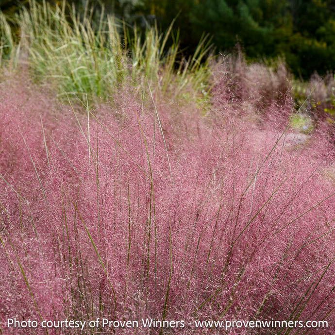 #2 Grass Muhlenbergia cap PW Prairie Winds 'Candy Floss'/ Pink Muhly