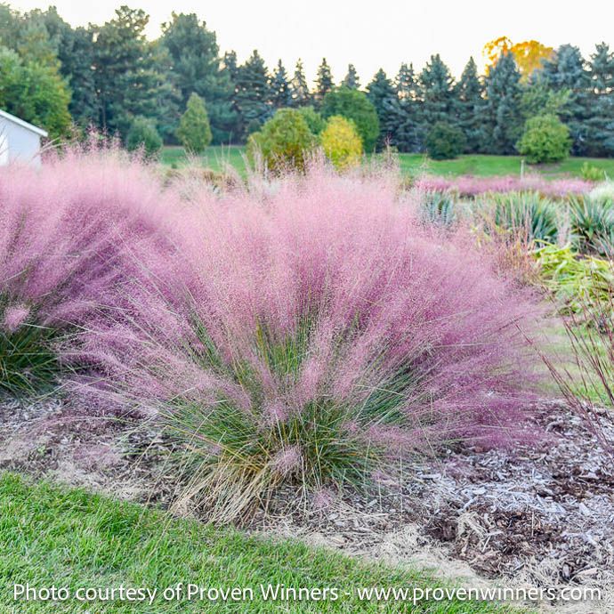 #2 Grass Muhlenbergia cap PW Prairie Winds 'Candy Floss'/ Pink Muhly