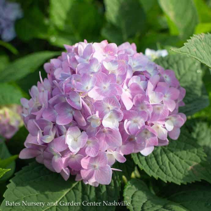 #3 Hydrangea mac Endless Summer 'The Original'/ Bigleaf/ Mophead Repeat Blue or Pink