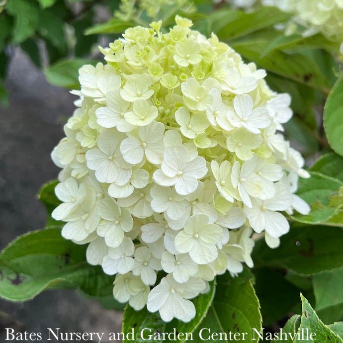 #3 Hydrangea pan PW Fire Light Tidbit/ Dwarf White to Pink Panicle