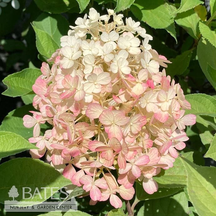 #3 Hydrangea pan PW Fire Light Tidbit/ Dwarf White to Pink Panicle