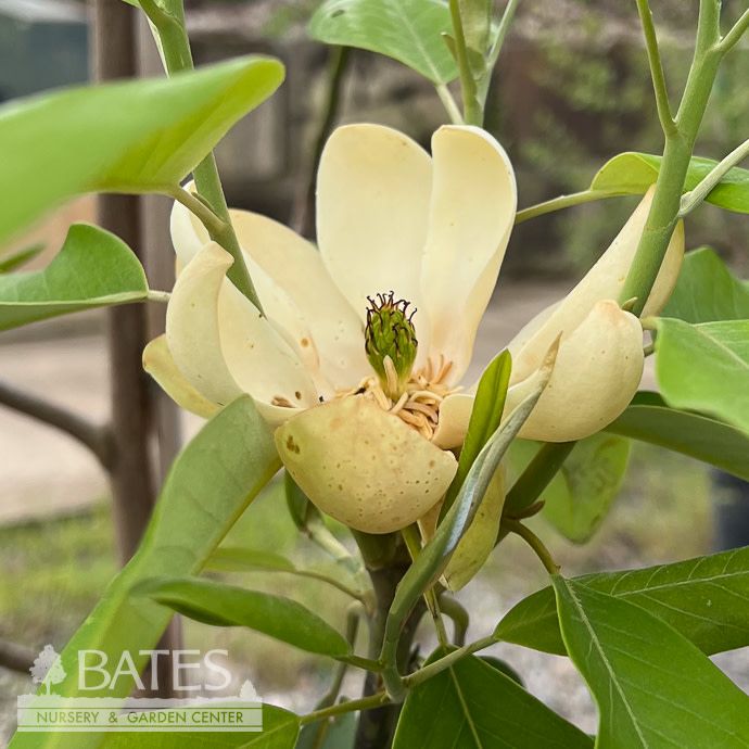 #15 Magnolia virg Moonglow/ Semi-Evergreen Sweetbay Native (TN)