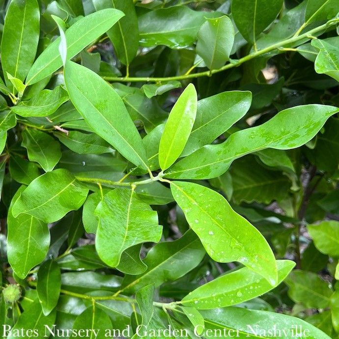 #15 Magnolia virg Moonglow/ Semi-Evergreen Sweetbay Native (TN)