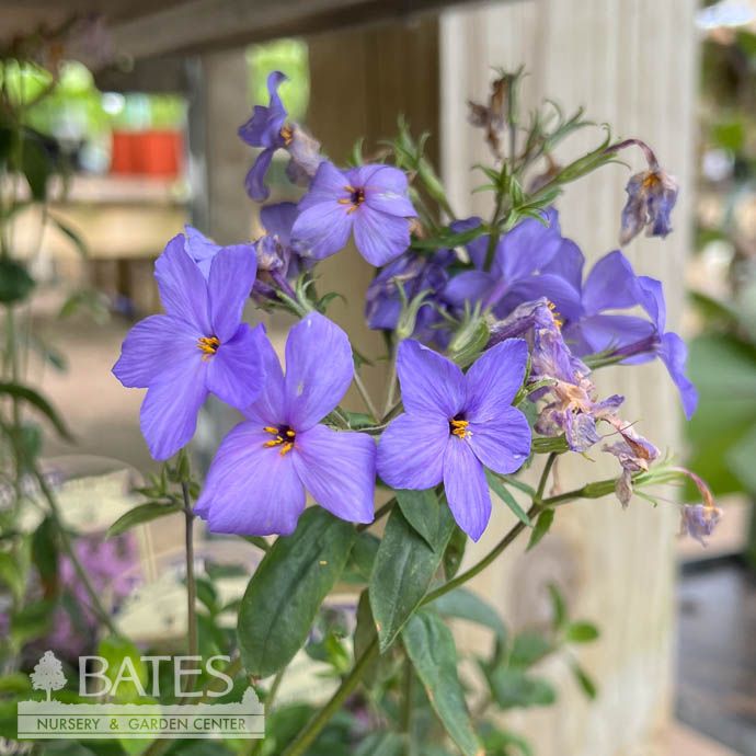 #1 Phlox stolonifera AB Sherwood Purple/ Creeping Woodland Native (TN)