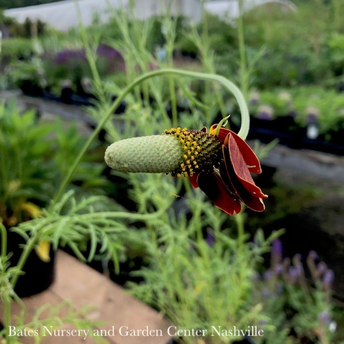 #1 Ratibida columnifera AB Red Midget/ Mexican Hat Native (TN)