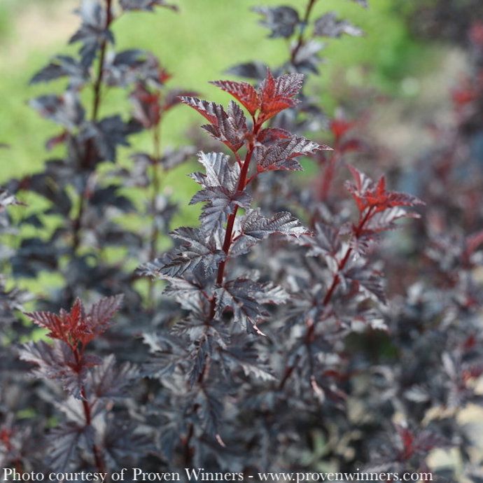 #1 Physocarpus opul PW Summer Wine 'BLACK'/ Ninebark Native (TN)