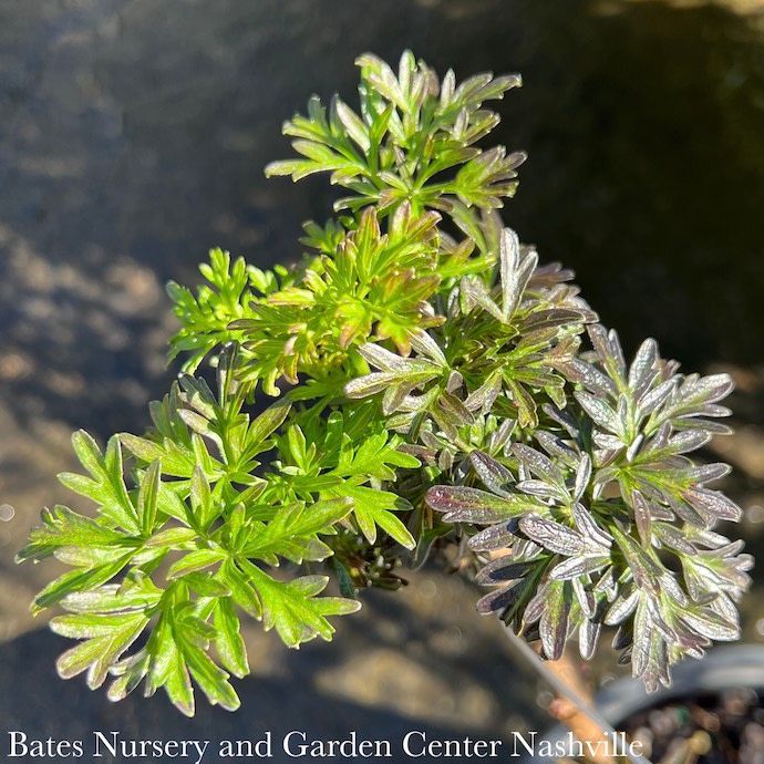 #3 Sambucus nigra PW Laced Up/ Columnar Elderberry