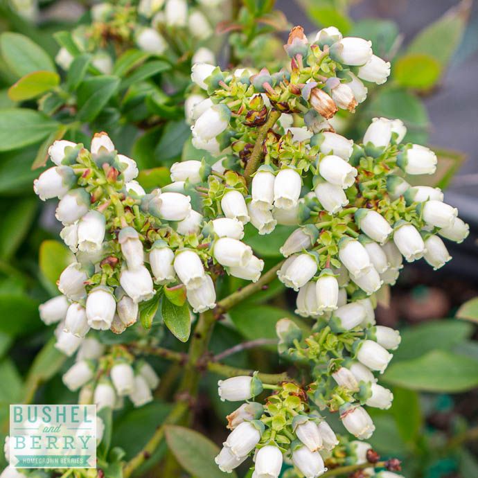 Edible #1s Vaccinium x Bushel and Berry 'Perpetua'/ Hybrid Blueberry