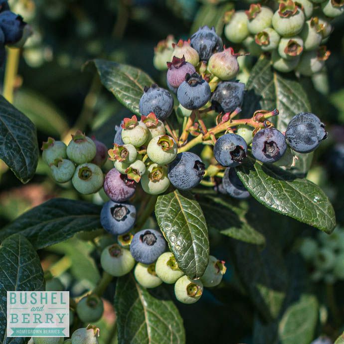 Edible #1s Vaccinium x Bushel and Berry 'Perpetua'/ Hybrid Blueberry