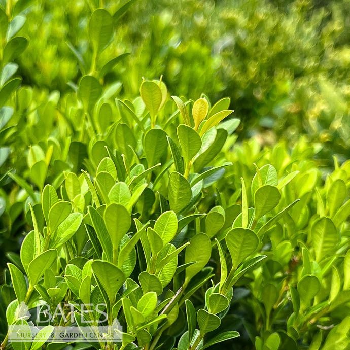 #3 Buxus micro SL Baby Gem/ Compact Boxwood