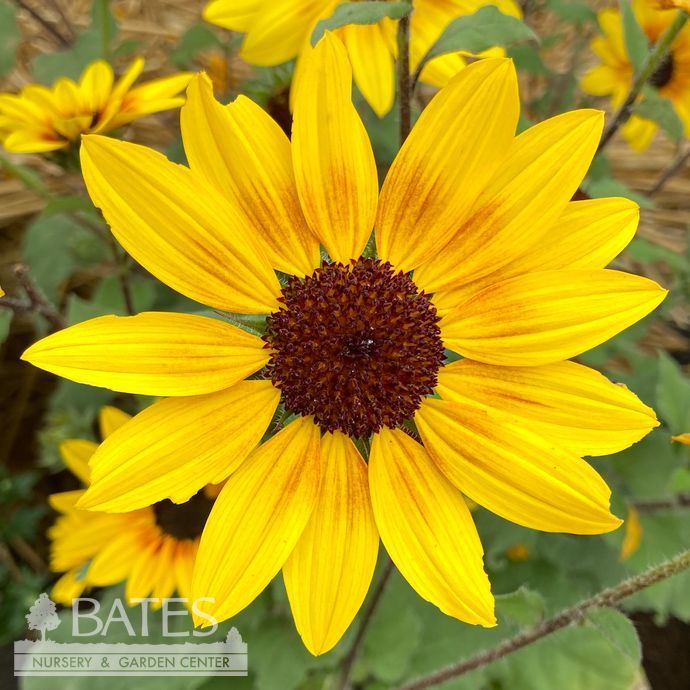 Tropical 8p Helianthus x PW Suncredible 'Saturn'/ Sunflower - No Warranty