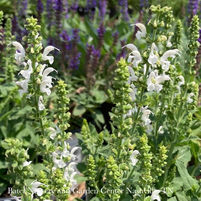 #1 Salvia nem PW Proven Pollinators 'White Profusion'/ Meadow Sage