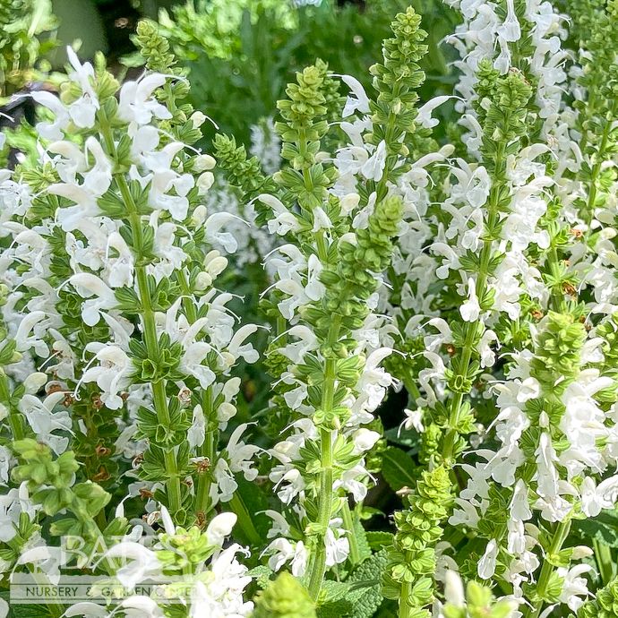 #1 Salvia nem PW Proven Pollinators 'White Profusion'/ Meadow Sage